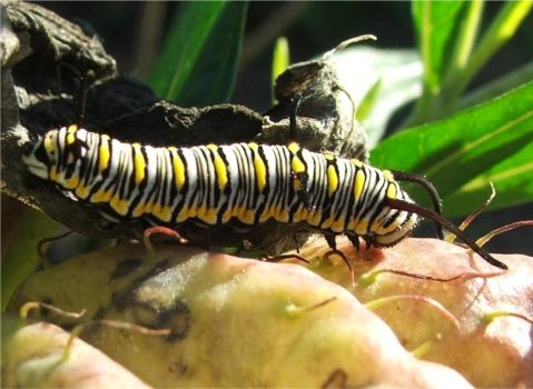 African Monarch larva on Gomphocarpus physocarpus