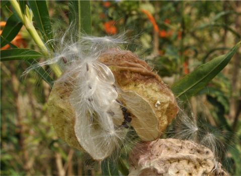 Gomphocarpus physocarpus ripe fruit releasing seeds