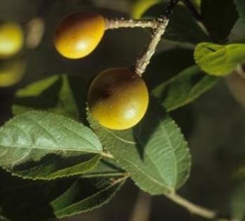 Leaves and fruits