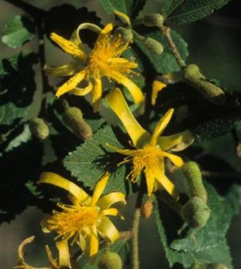 Grewia flavescens