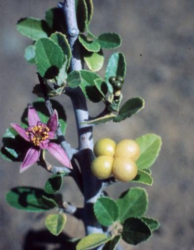 Flowers and fruits of Grewia robusta