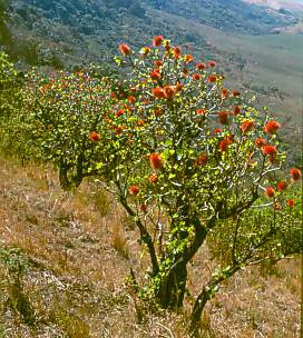 Greyia sutherlandii in habitat