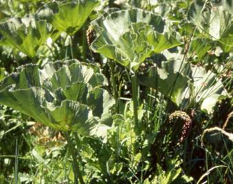 Gunnera perpensa