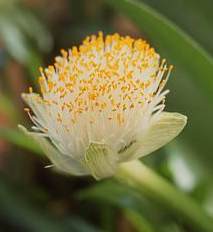 Umbel of Haemanthus albiflos