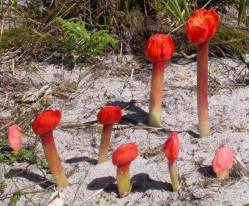 Flowering in late summer