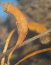 Haplocladium angustifolium sporophyte