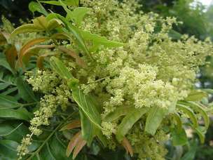 Flowers of H. caffrum. Photo Geoff Nichols