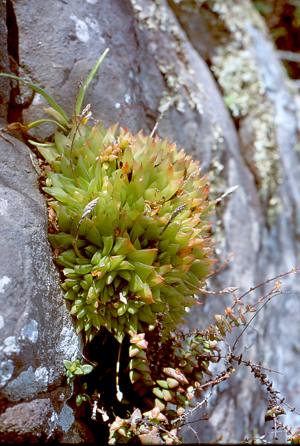 Haworthia cymbiformis