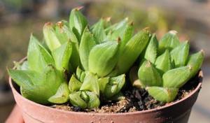 Growing in a pot