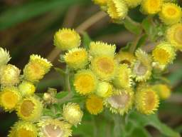 Helichrysum foetidum inflorescence