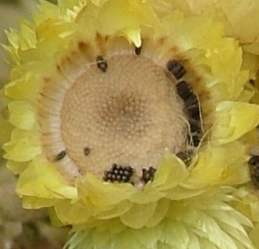 Close- up of flower head