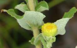 White woolly undersides to leaves.