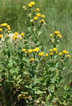 Plant in flower