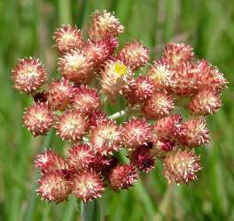 Inflorescence