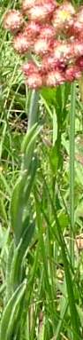 Flower stalk showing leaves