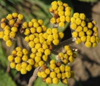 Helichrysum nudifolium var. pilosellum flower head