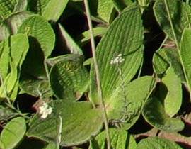 Helichrysum nudifolium var. pilosellum leaves