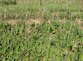 Helichrysum nudifolium var. pilosellum plants