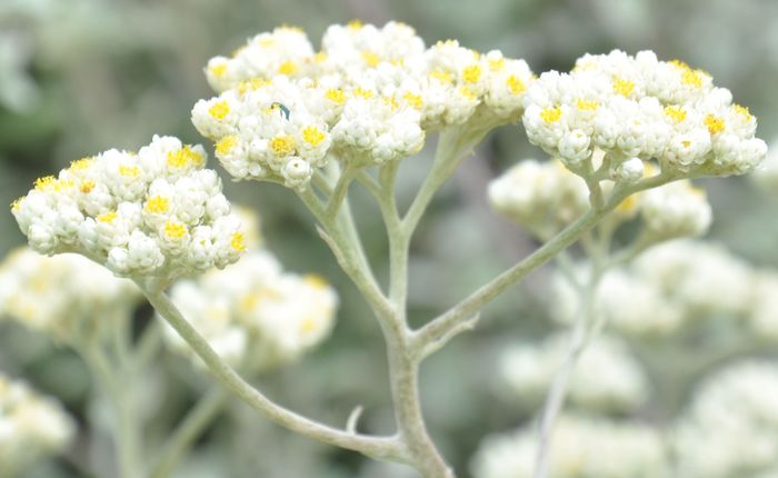 Helichrysum petiolare, inflorescence.