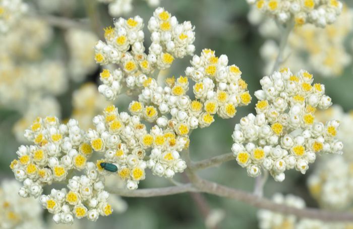 Helichrysum petiolare, flowers.