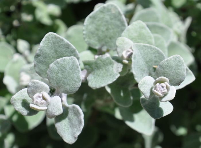 Helichrysum petiolare