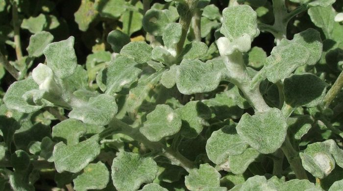 Helichrysum petiolare, small leaved form.