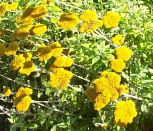 Golden autumn flower heads