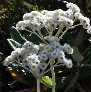 Helichrysum fruticans