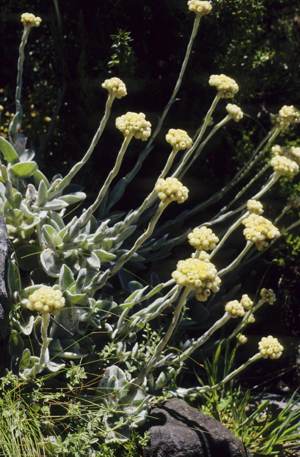 Growing in habitat