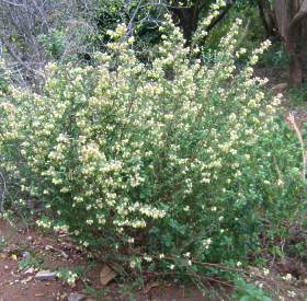 Bush in flower