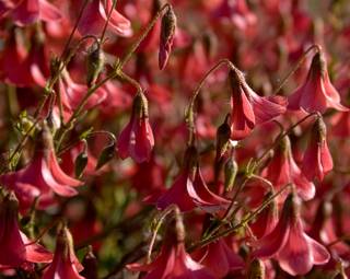 Hermannia grandiflora flowers