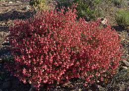 Hermannia grandiflora shrub