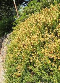 H. pinnata cascading over retainer wall