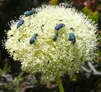 Insects visiting flowerhead