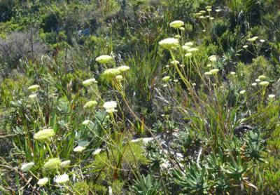 Growing in habitat