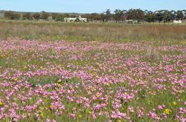 Hesperantha pauciflora creates a carpet of flowers