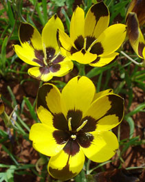 Hesperantha vaginata flowers