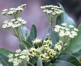 Heteromorpha arborescens