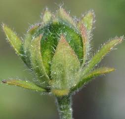 Hibiscus pedunculatus fruit capsule