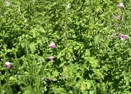 Hibiscus pedunculatus shrub