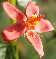 Hibiscus praeteritus flower