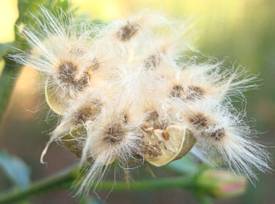 Hibiscus praeteritus seeds