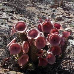 Growing in dry habitat