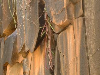 Huernia pendula growing on a shale cliff near Bolo Reserve along the Kei River