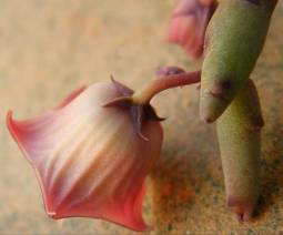 Close-up of the flowers of Huernia pendula (cultivated plants) 