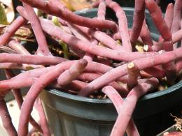 Close up of the stems of Huernia pendula of a plant grown in a container