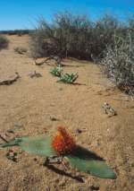 Daubenya marginata growing in sand