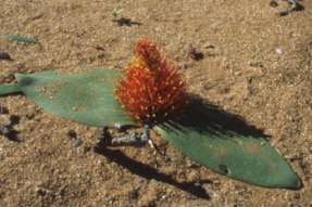 Daubenya marginata