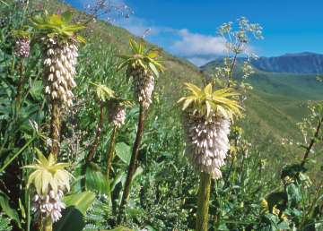 Eucomis bicolor