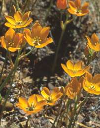 Ornithogalum dubium